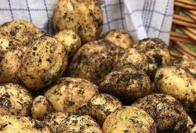 Nye kartofler med jord på